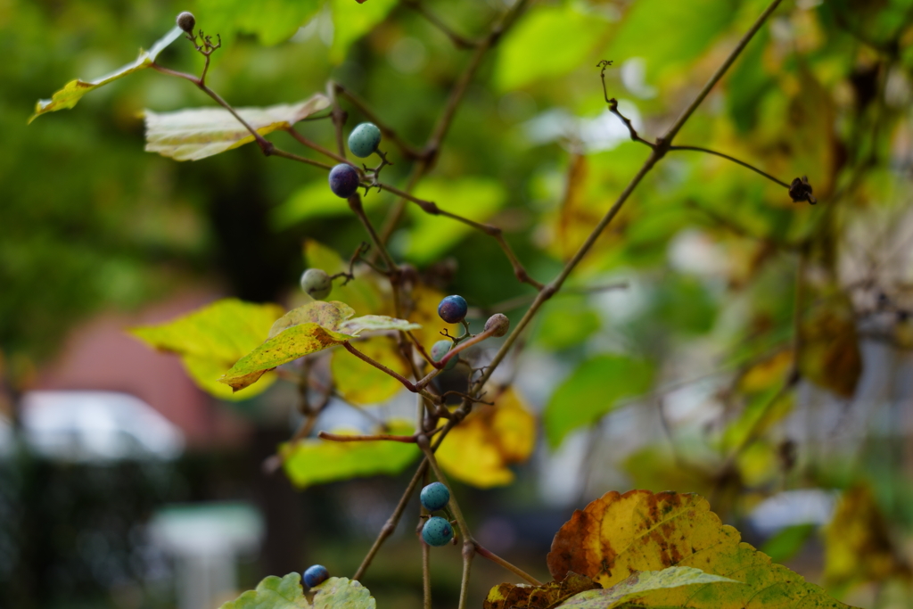 緑と花の学習園(2)
