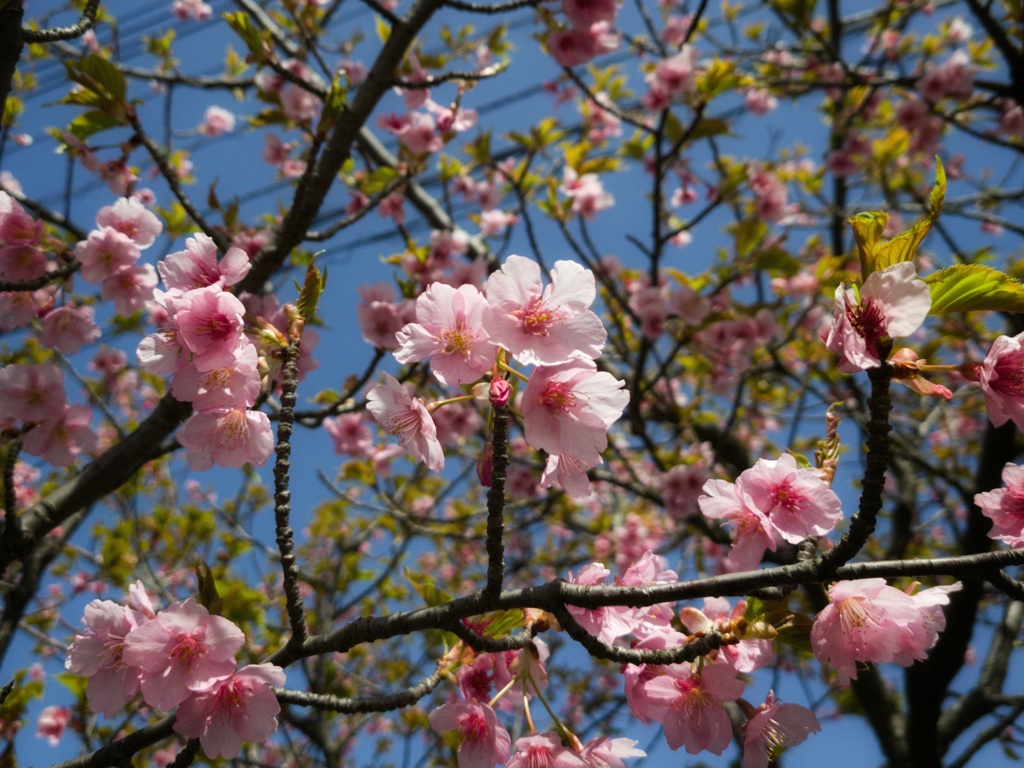 早咲きの桜II