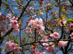 早咲きの桜II