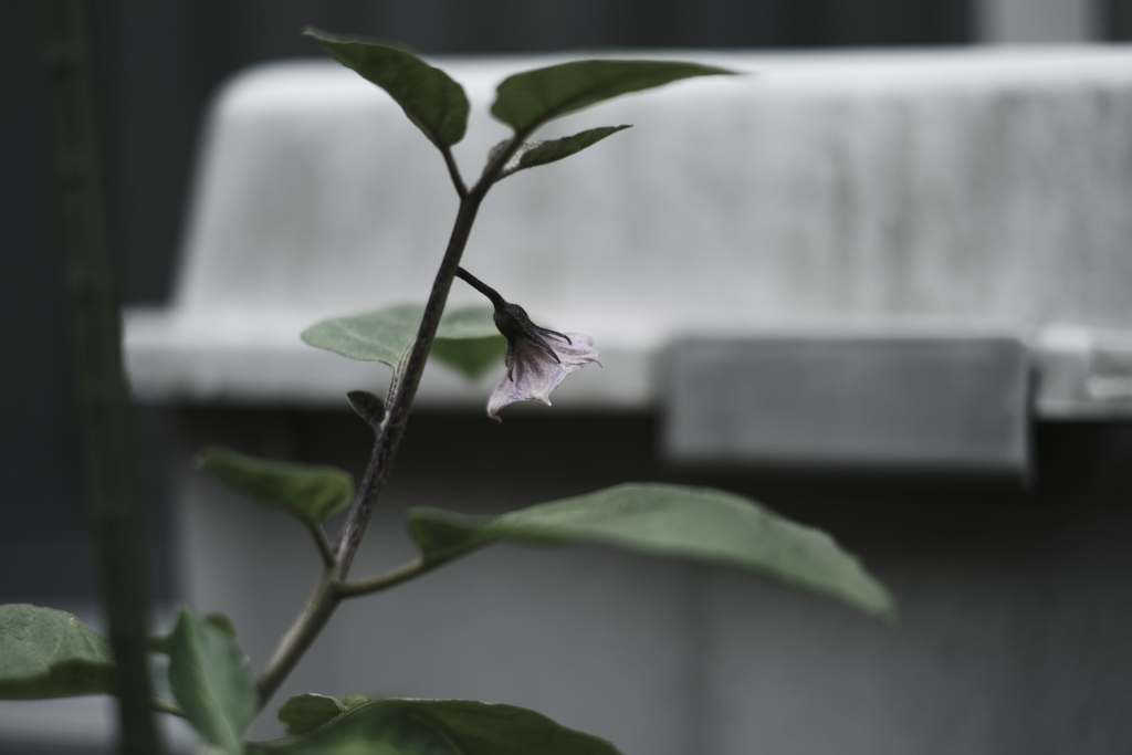 ナスの花