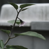 ナスの花