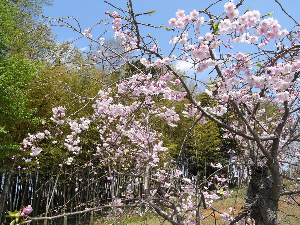滝桜の子(1)