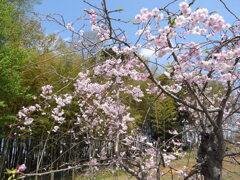 滝桜の子(1)