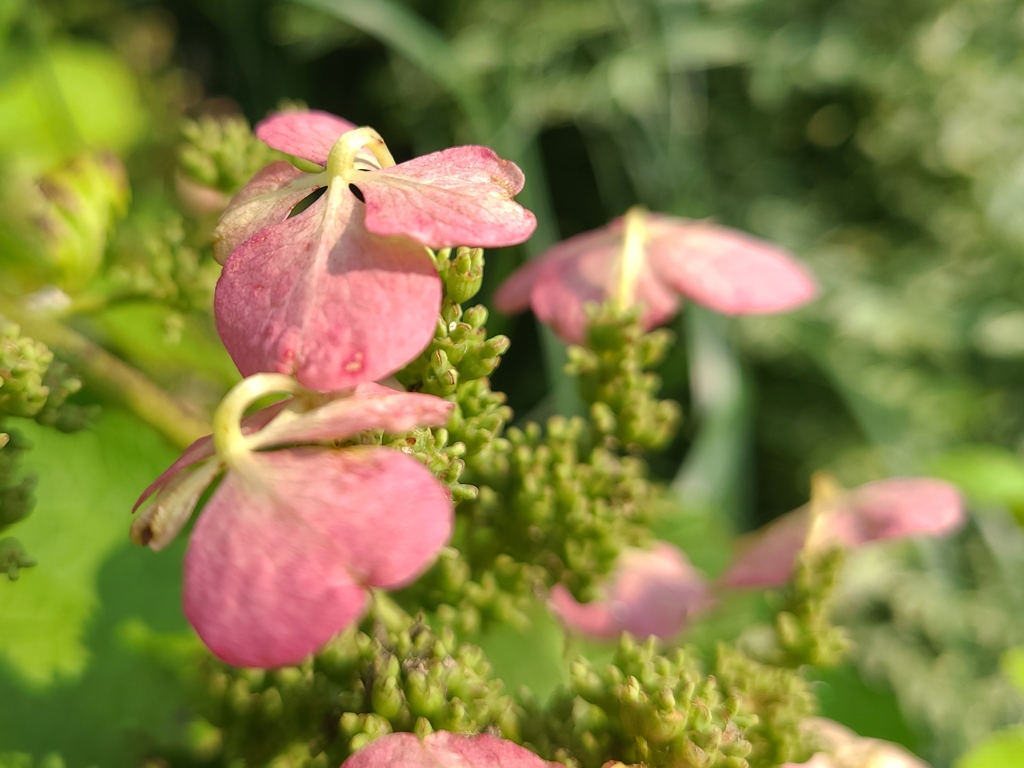 紅の紫陽花（２）