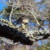 旧平野家の梅の木