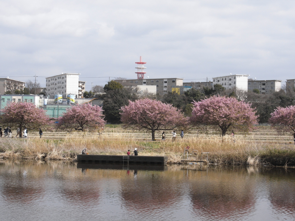 河津桜まつり(2)