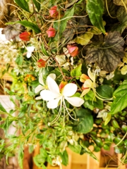 カラフル　寄せ植え