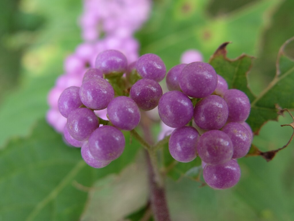 ムラサキシキブ