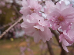滝桜の子(3)