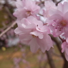 滝桜の子(3)