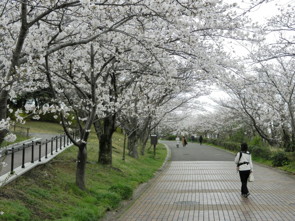 公園の桜（１）