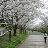 公園の桜（１）