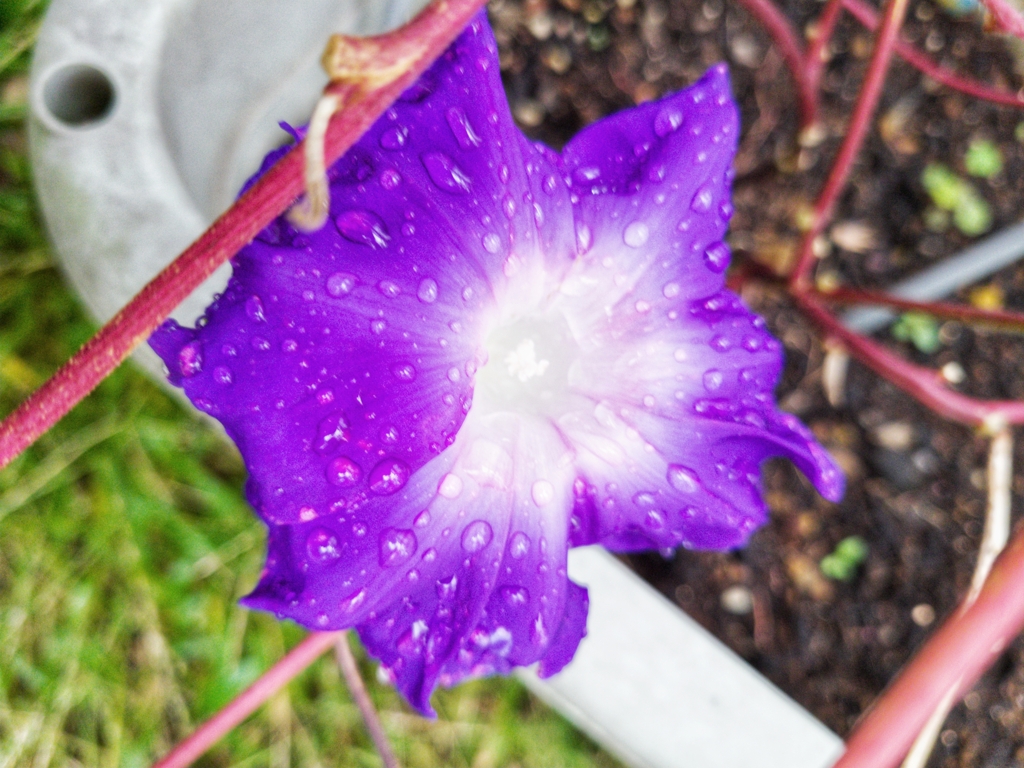 雨にたえる