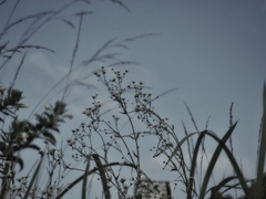 草むらの中から