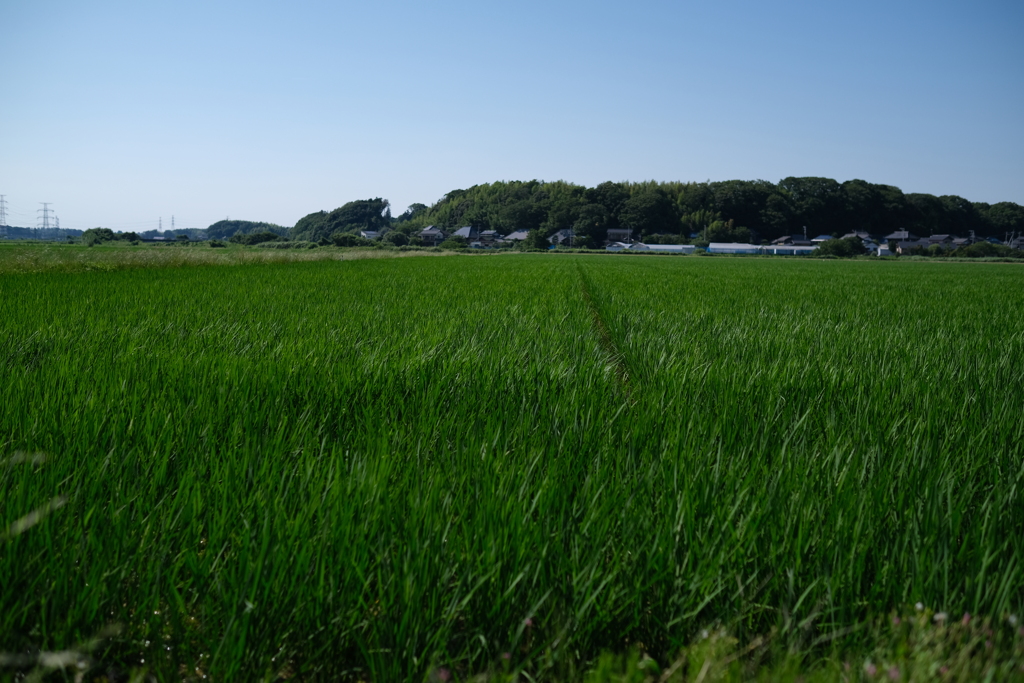田んぼ