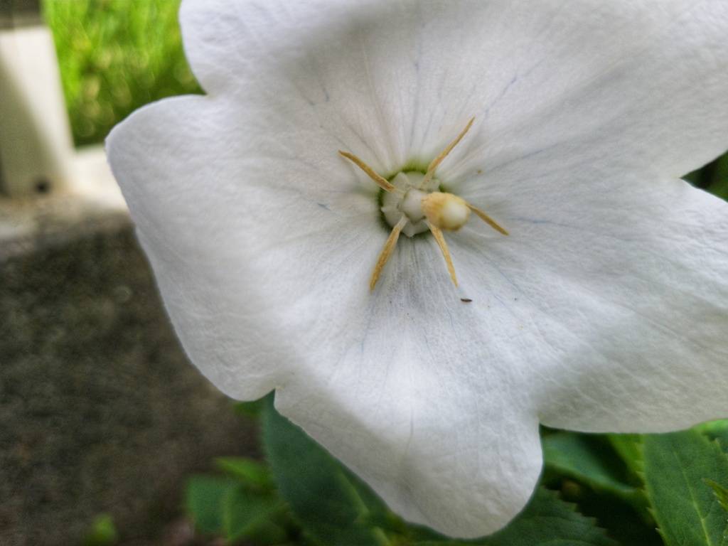 桔梗　白花