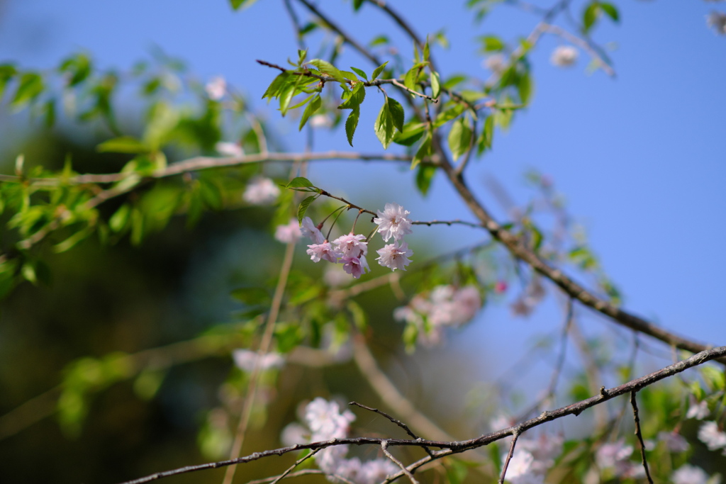 桜の子（２）