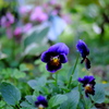 パンジー