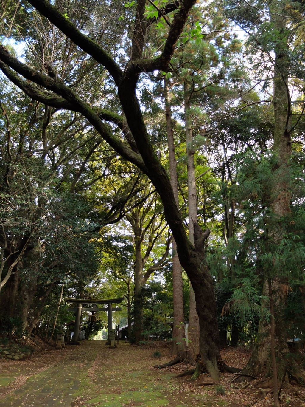 境内からの鳥居