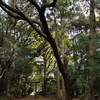境内からの鳥居