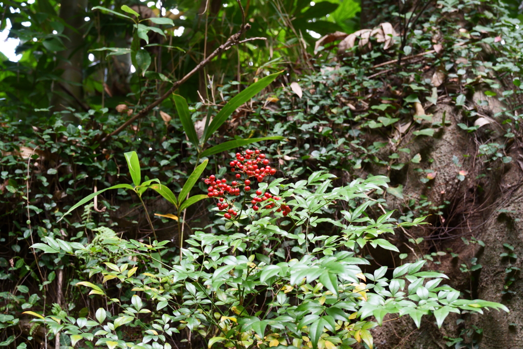 くらやみ坂のナンテン