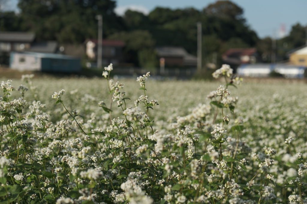 蕎麦の花