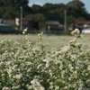 蕎麦の花