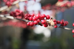 赤い実三兄弟（１）