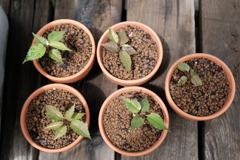 先に鉢植えにした実生5鉢