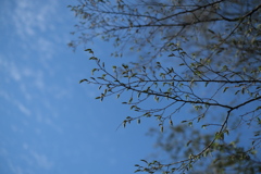 芽ぶき