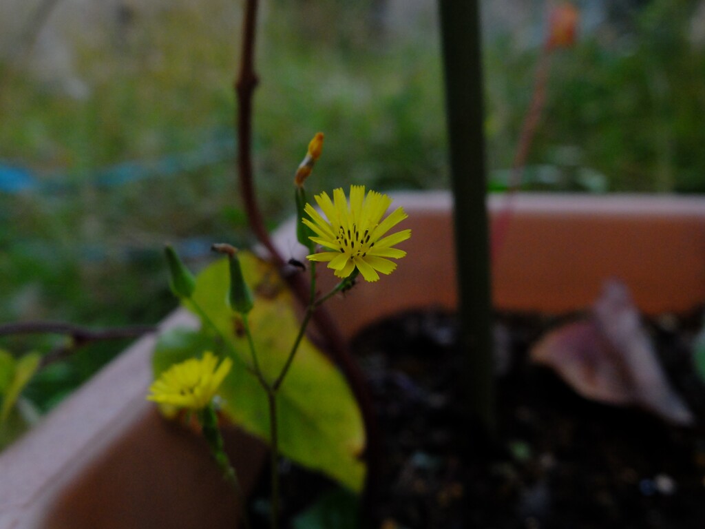 タビラコ