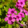 路傍の花
