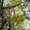 鳥居に架けられた注連縄