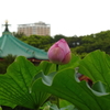 蓮（６）