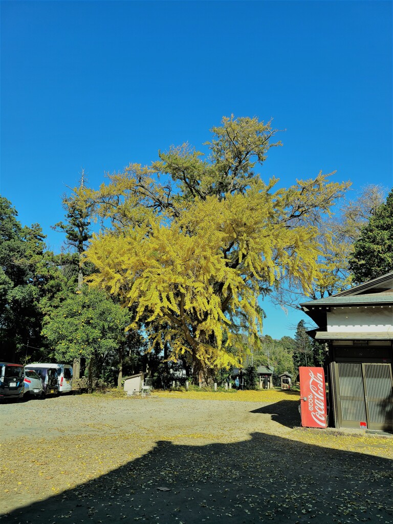 御神木の大銀杏