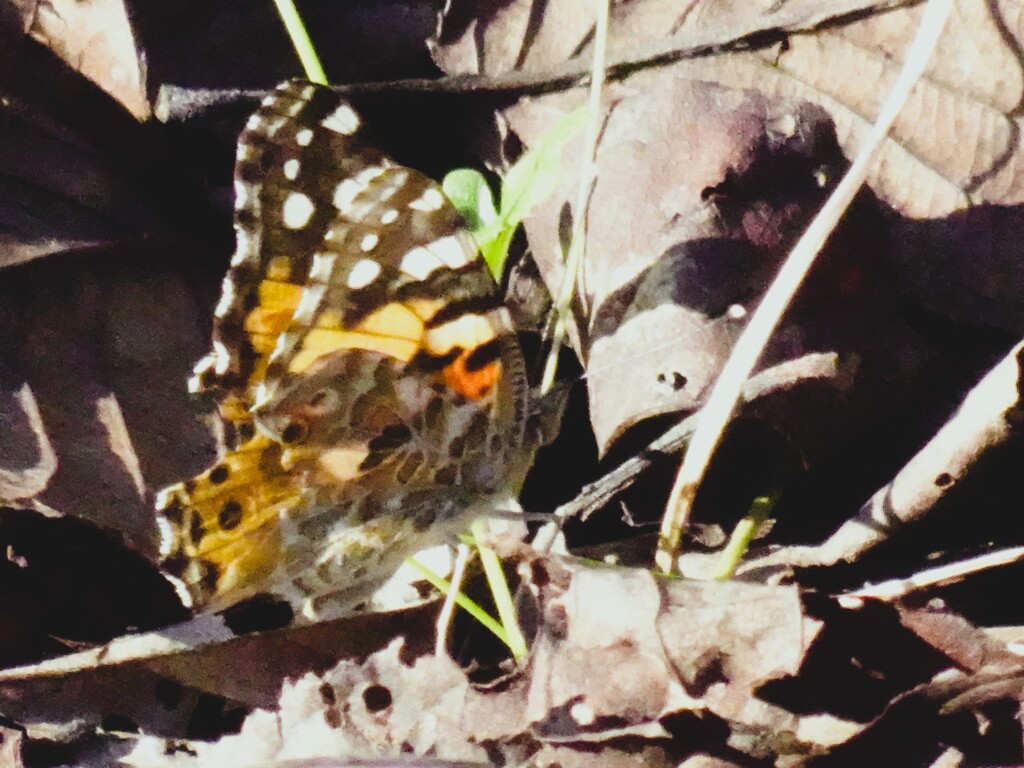 タテハチョウ