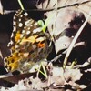 タテハチョウ