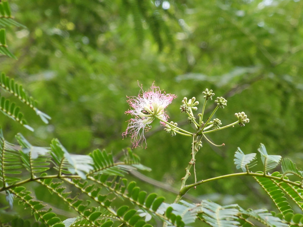 ねむのきの花