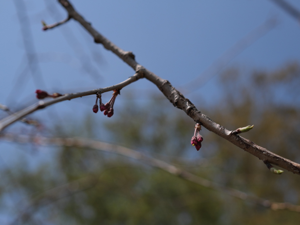 滝桜の子（１）
