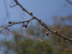 滝桜の子（１）