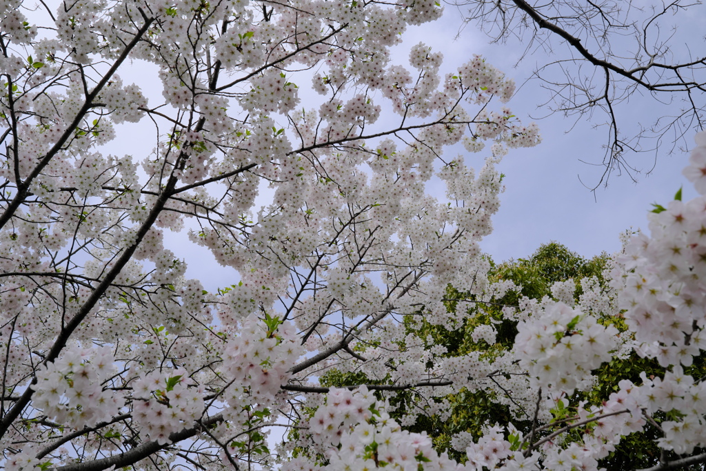 桜（２）