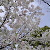 桜（２）