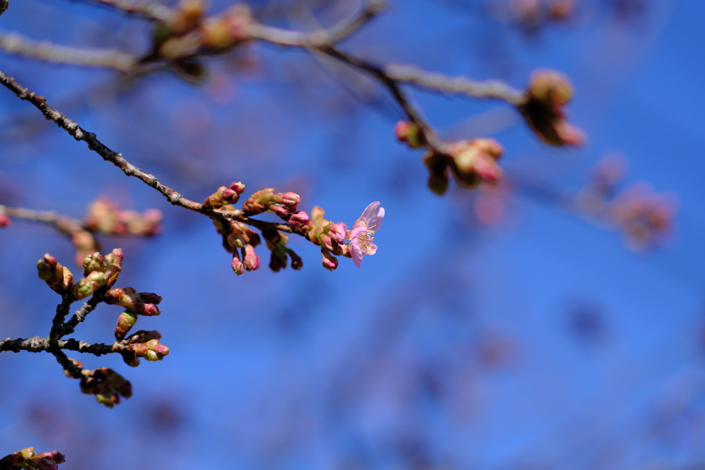 公園の河津桜（２）