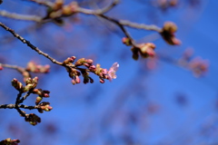 公園の河津桜（２）