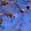 公園の河津桜（２）