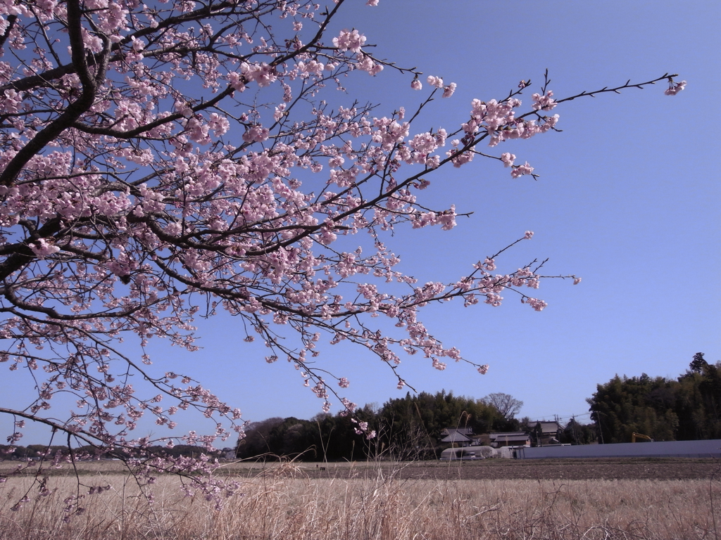 河津桜番外編 (2)