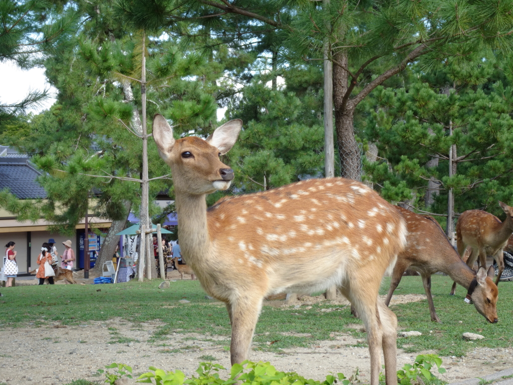 奈良公園の鹿