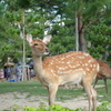 奈良公園の鹿