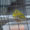 メジロ（２）
