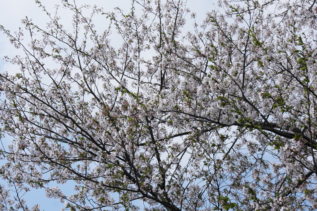 旧栗畑の桜（４）